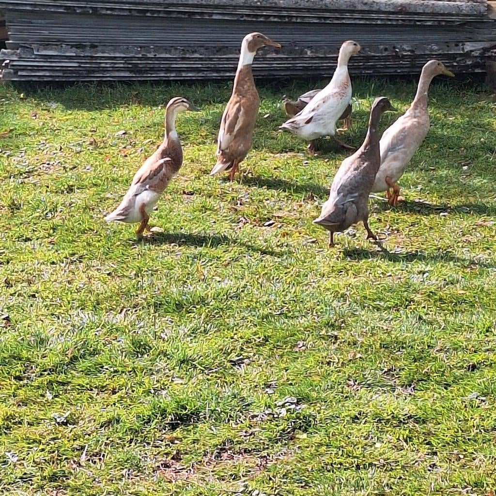 Broedeieren loopeend