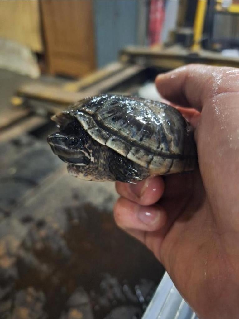 muskus schildpadden, Schildpad