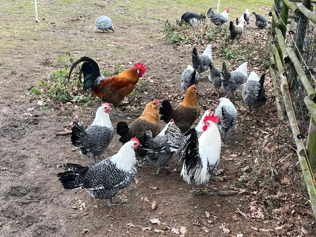Goudbrakels, Plusieurs animaux, Poule ou poulet