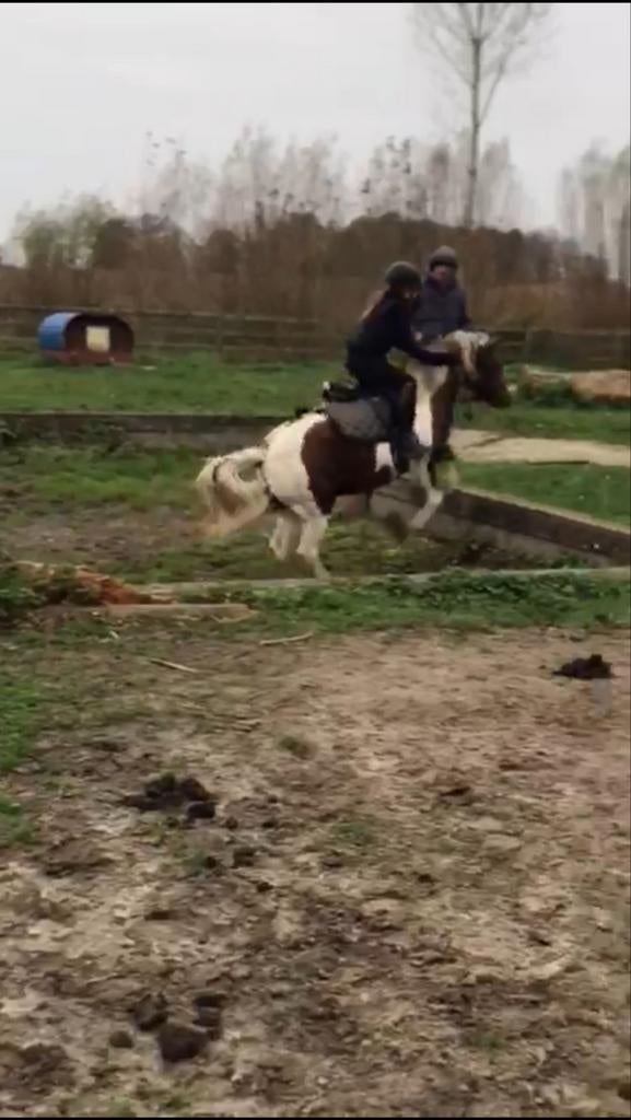 Verzorgpaard gezocht (Kappele-op-den-bos/Vilvoorde), Enlèvement ou Envoi