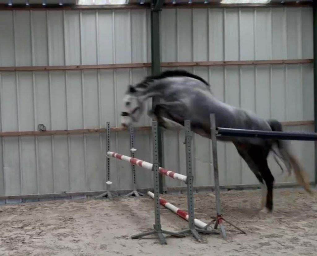 Jument Zangersheide 2020, Animaux & Accessoires, Chevaux, 165 à 170 cm, Avec pedigree, Non dressé, Cheval de saut