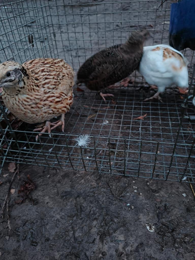 Japanse kwartels, Mâle, Autres espèces