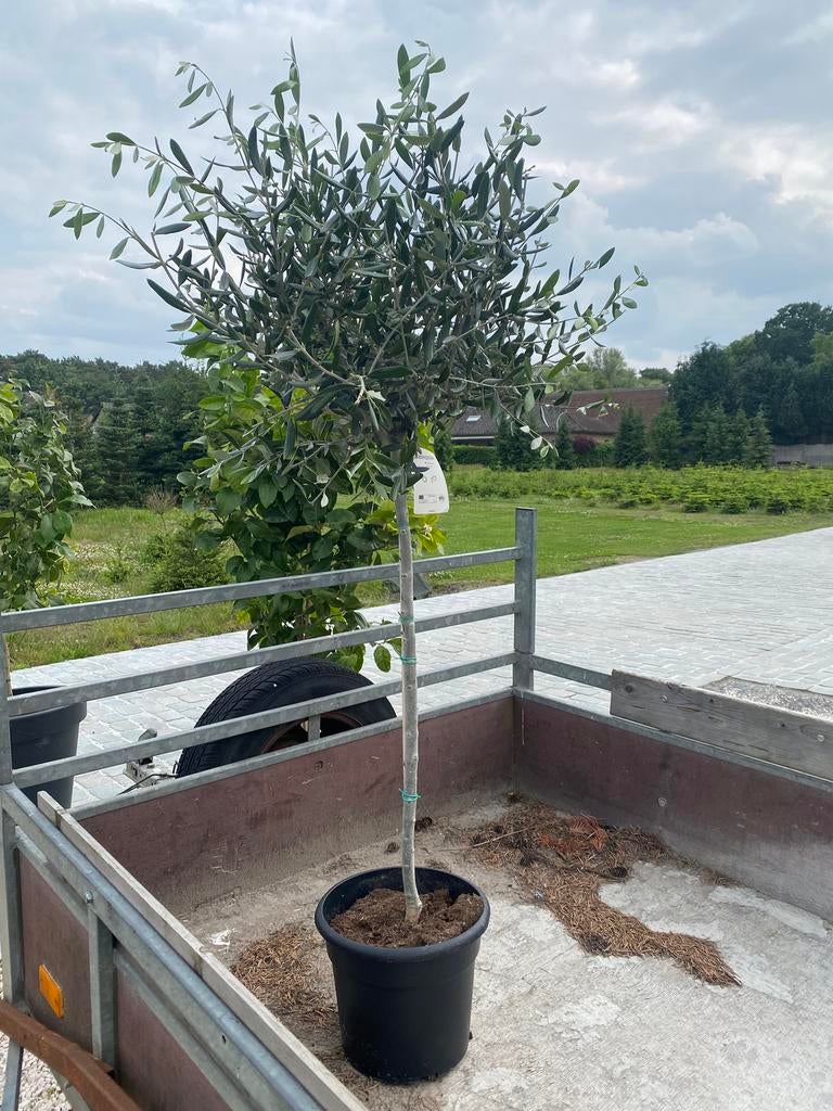 Mooie olijfboom!, 100 tot 250 cm, Olijfboom, Zomer, Ophalen