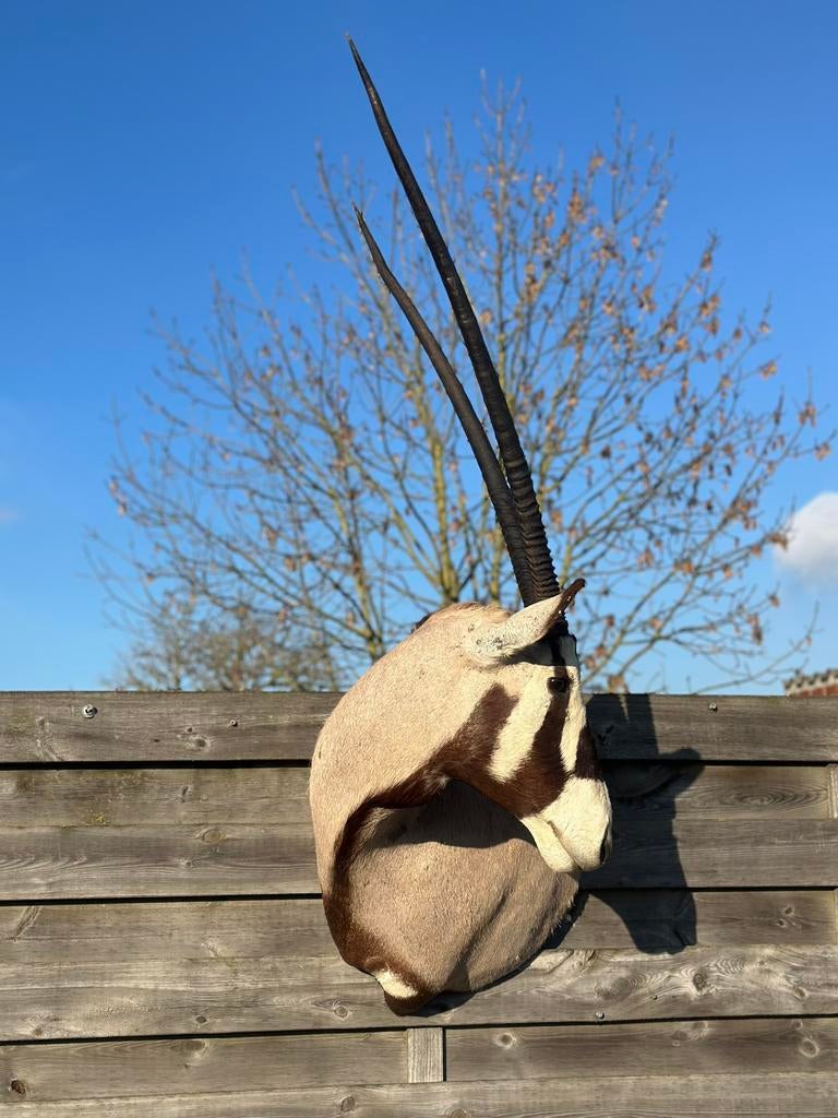 Taxidermie oryx  super groot 170 cm hoogte, Ophalen