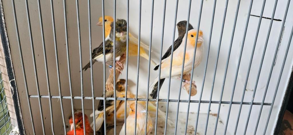 Kanaries te koop, Dieren en Toebehoren, Vogels | Kanaries