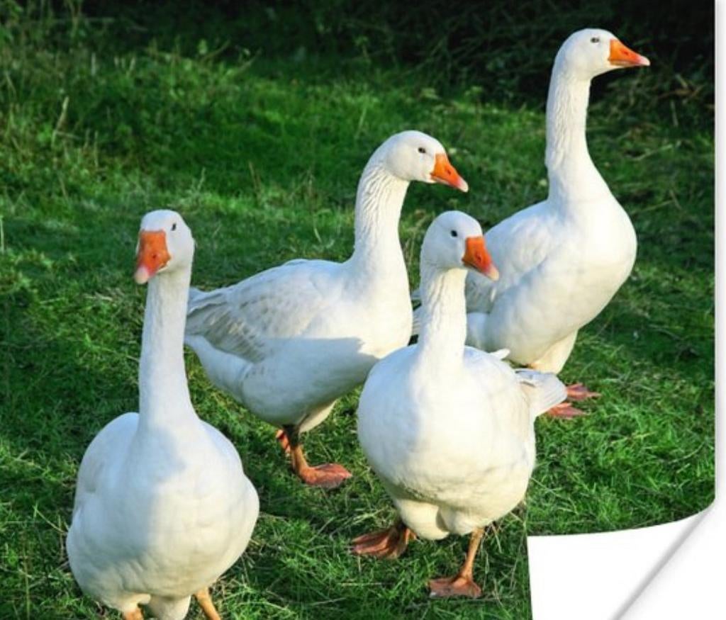 vrouwelijke witte ganzen gezocht