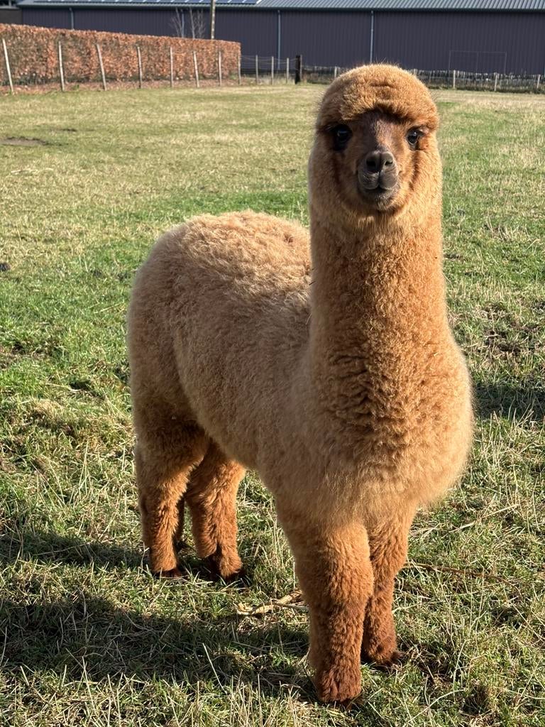 Alpaca, Dieren en Toebehoren, September, Mannelijk