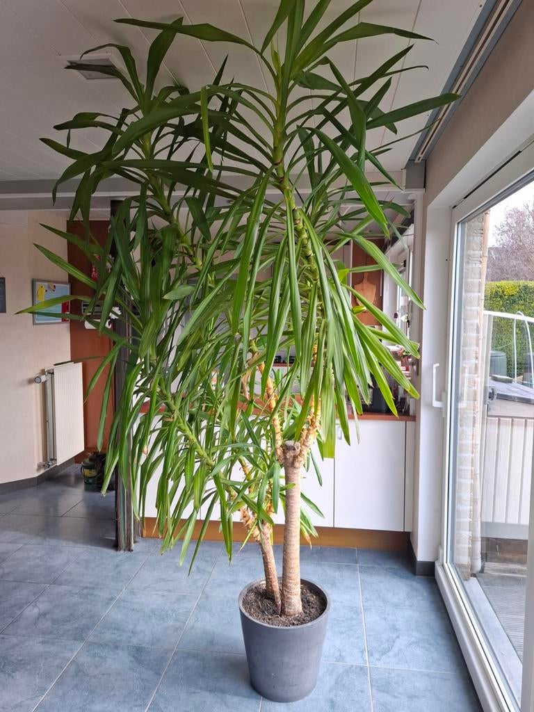Yukka plant h2m50 in mooie Ecopot, Maison & Meubles, Plantes d'intérieur, Enlèvement, Yucca, En pot, 200 cm ou plus