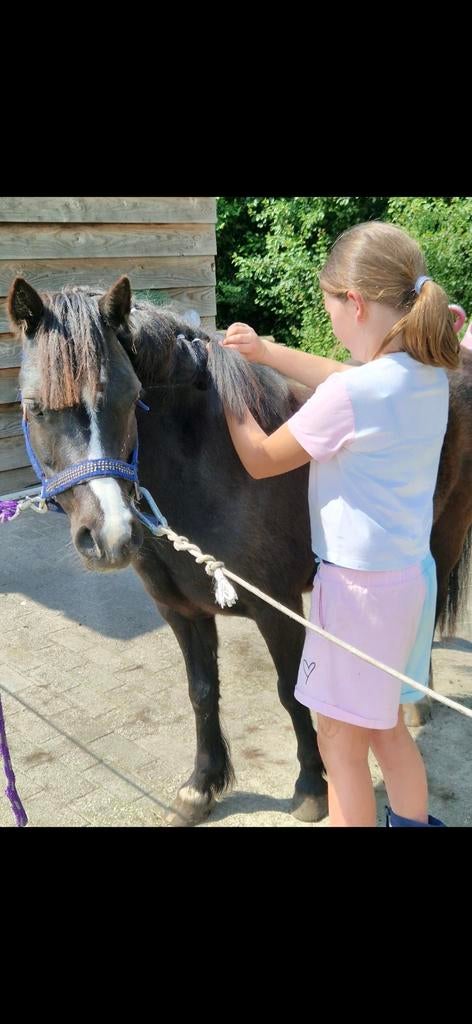 Welsh a pony merrie, Animaux & Accessoires, Jument