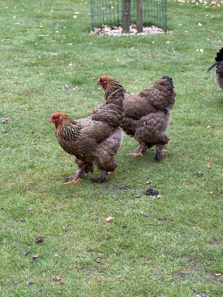 Broedei Brahma goudpatrijs, Poule ou poulet