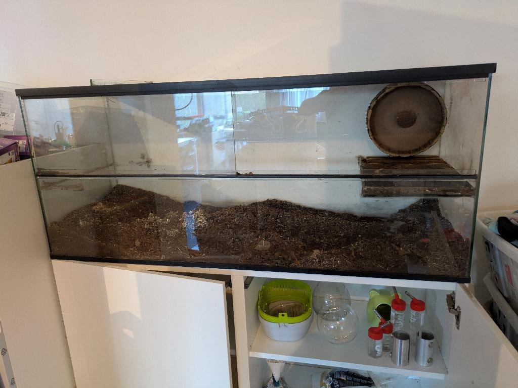 gerbilarium, Animaux & Accessoires, Rongeurs & Lapins | Cages & Clapiers, Utilisé, Niche, Moins de 60 cm, 75 à 110 cm, Cobaye