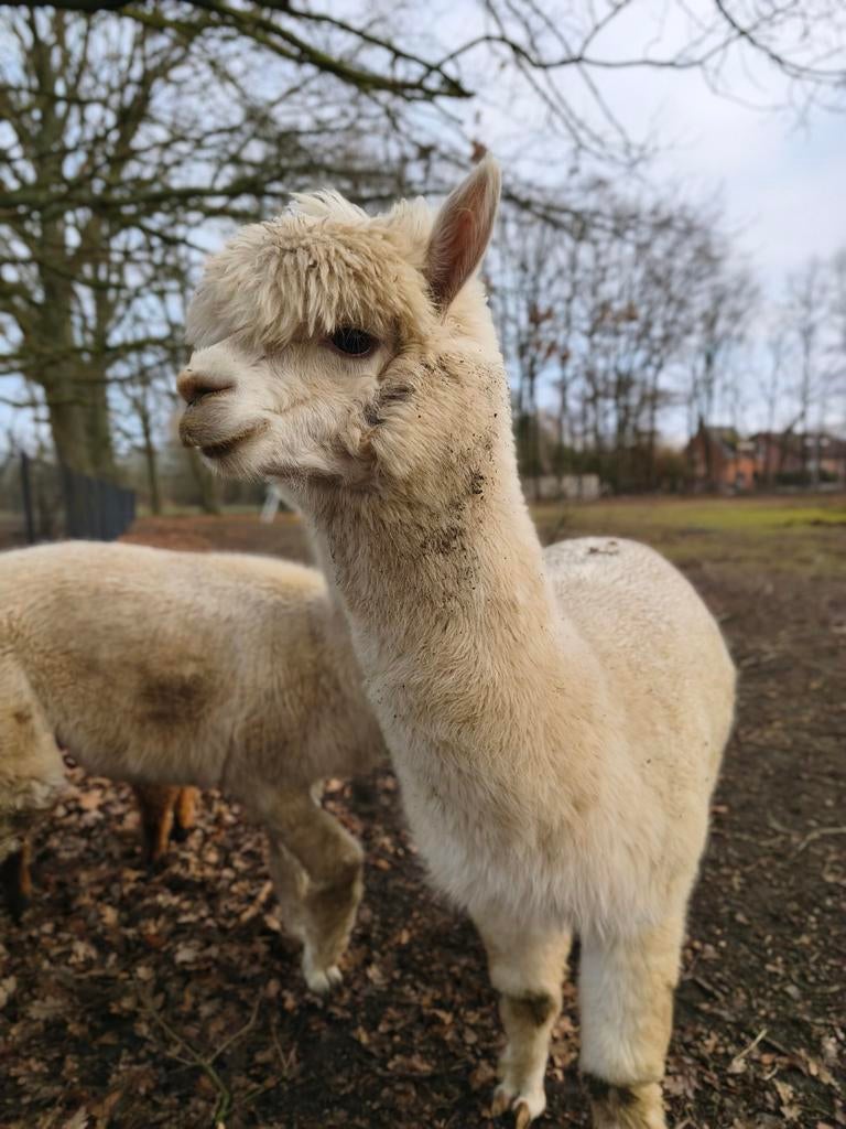 2-jarige alpaca hengst te koop, Dieren en Toebehoren, Overige Dieren, Januari, Mannelijk