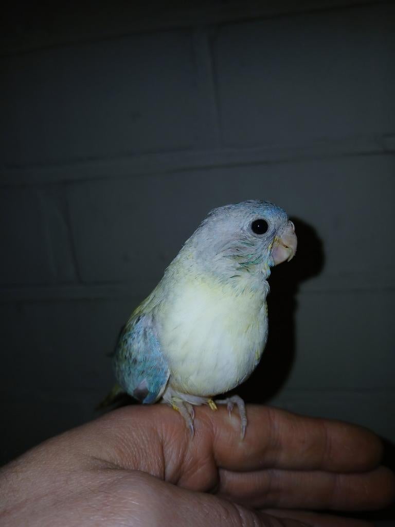 Handtamme splendid parkiet, Vrouwelijk, Parkiet, Geringd