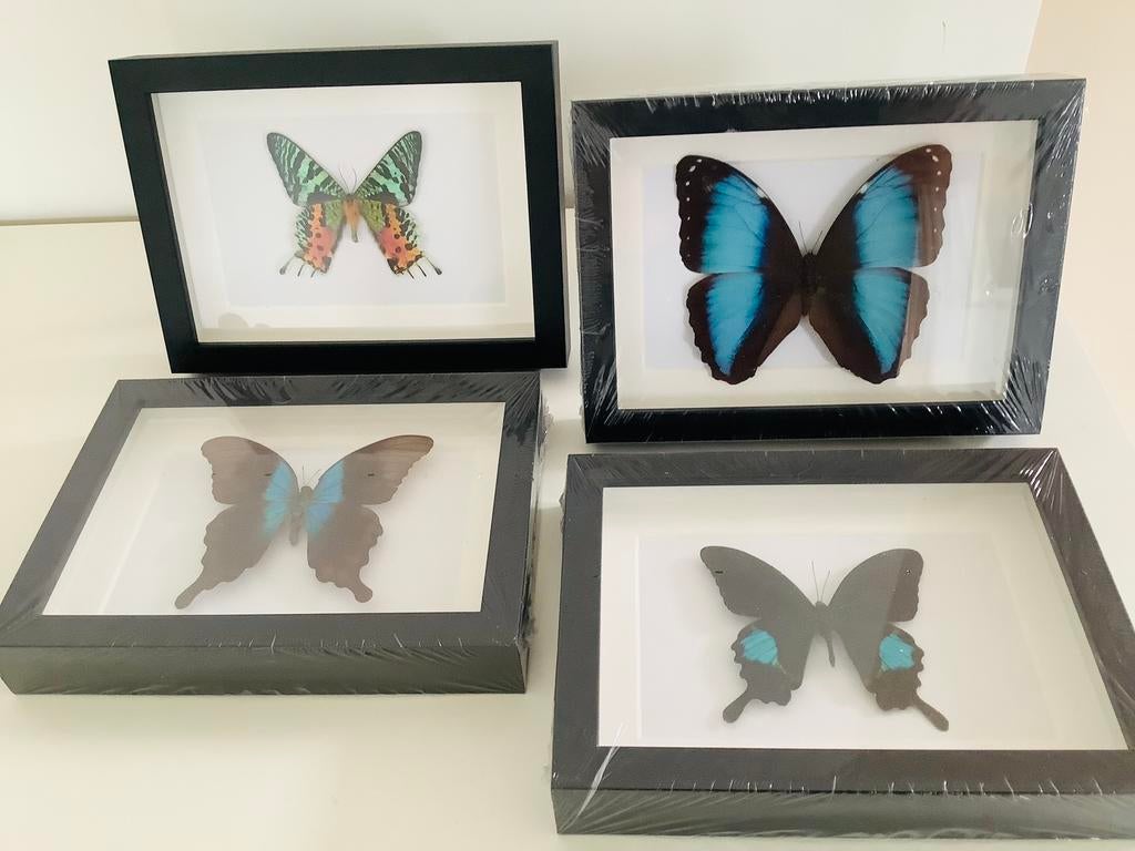 NIEUWE LIJSTEN met exotische VLINDERS, Ophalen of Verzenden, Nieuw