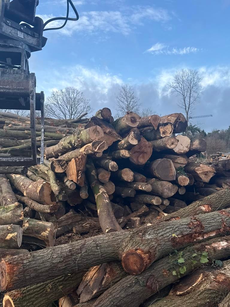 Stamhout, Jardin & Terrasse, Bois de chauffage, Troncs d'arbres, Enlèvement