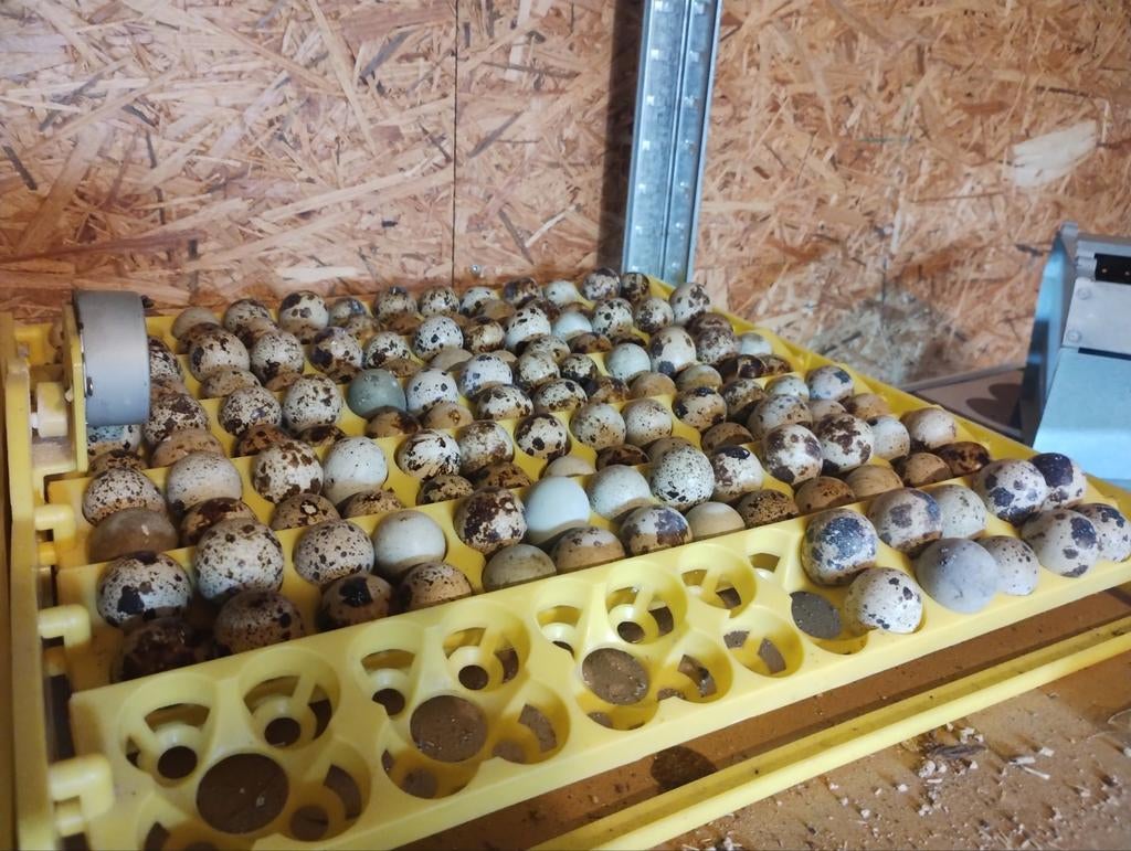 Japanse kwartel broedeieren Jumbo, Dieren en Toebehoren