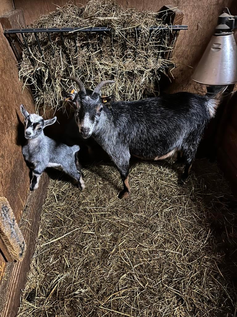 Dwerggeitjes, Femelle, Chèvre, 0 à 2 ans