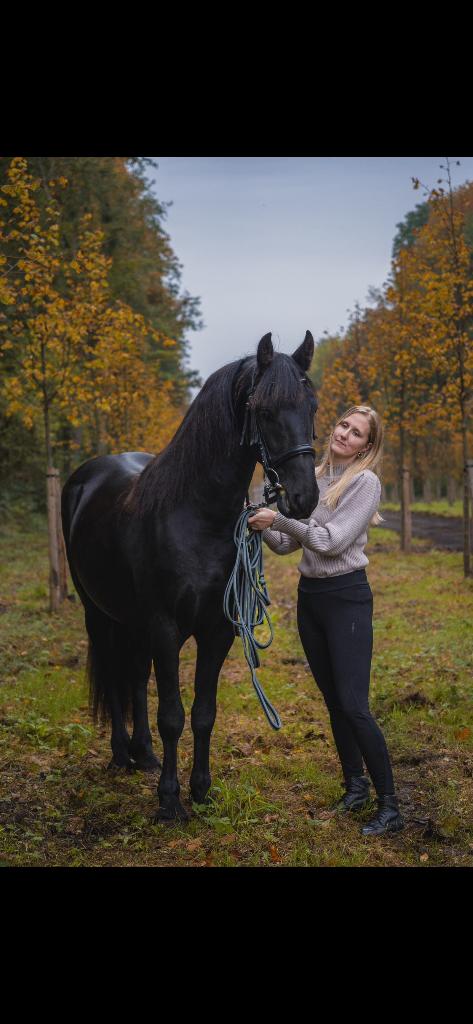 Friese ruin, Dieren en Toebehoren, Paarden, Ruin, Zadelmak, Minder dan 160 cm, 3 tot 6 jaar, Dressuurpaard, Gechipt, Ontwormd
