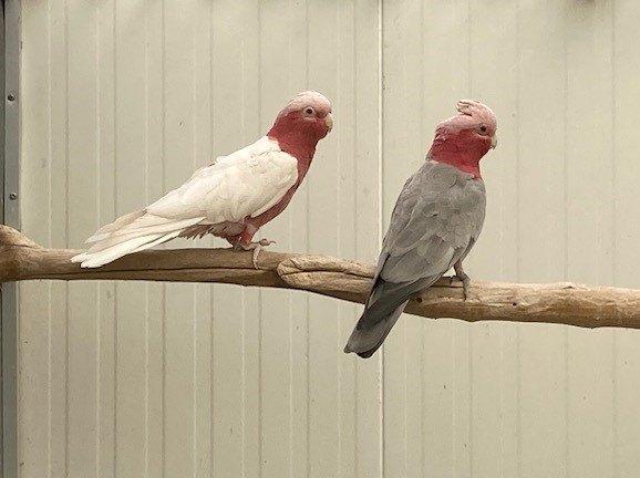 Koppel rose kaketoes split / lutino, Dieren en Toebehoren, Meerdere dieren, Papegaai, Geringd