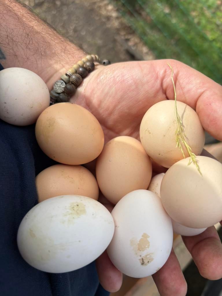 Broedeieren cochin kriel, kleurmix, Dieren en Toebehoren