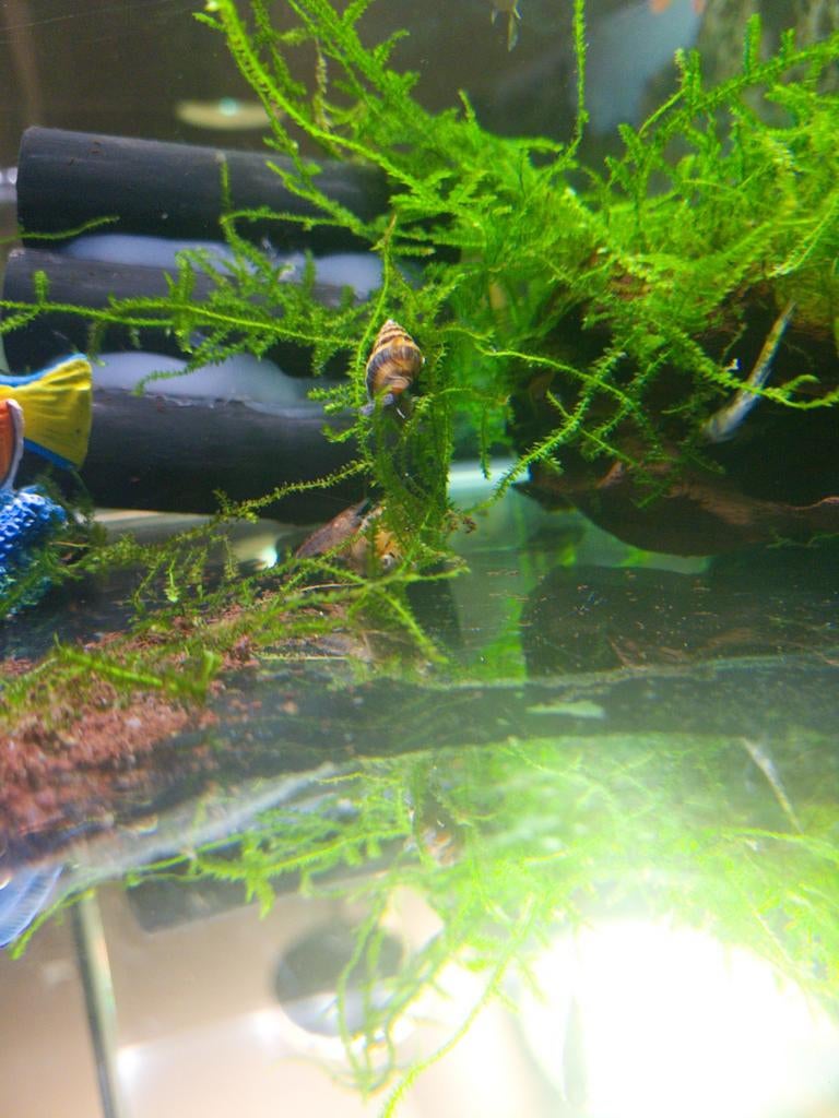 Escargots Helena 9 pièces 1 euro la pièce