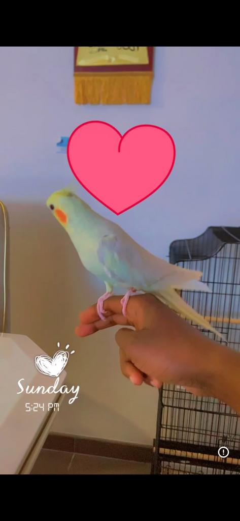 Tam lutino valkparkiet – zingt veel, Dieren en Toebehoren, Mannelijk