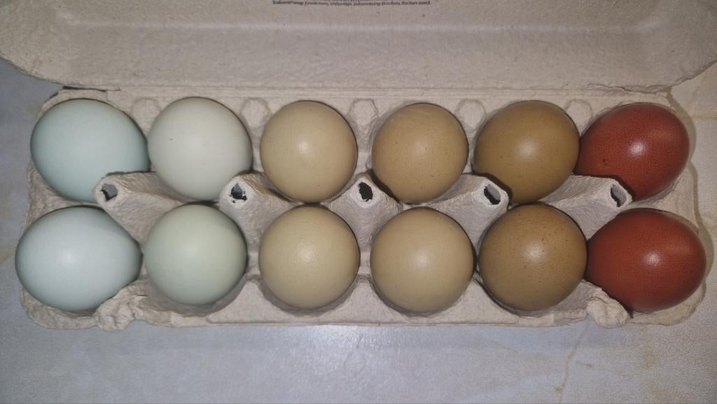 Verse bio-eitjes, Dieren en Toebehoren