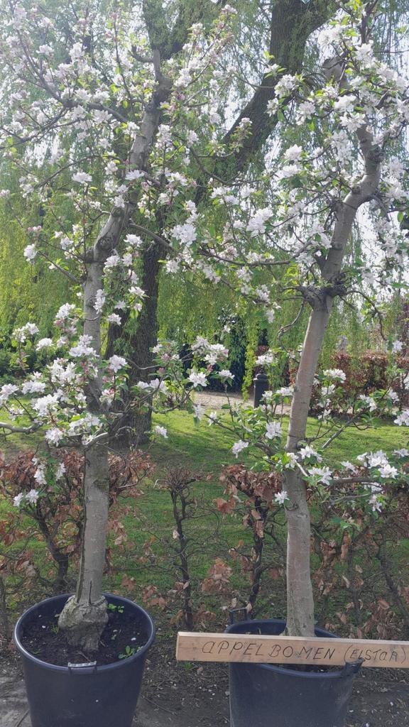 Oude Fruitbomen, Tuin en Terras, Ophalen, Lente, Perenboom, 250 tot 400 cm
