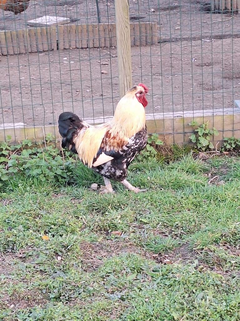 Gratis haan af te halen., Dieren en Toebehoren, Pluimvee