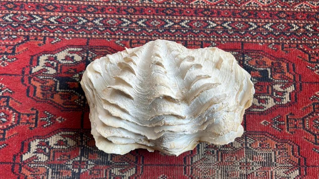 Benitier en deux parties Mediterranée, Collections, Enlèvement ou Envoi, Coquillage(s)