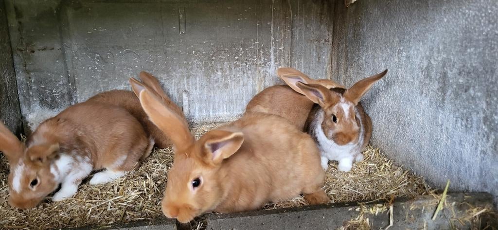 Konijnen rammelaar, Dieren en Toebehoren, Konijnen, Mannelijk, Middelgroot, 0 tot 2 jaar