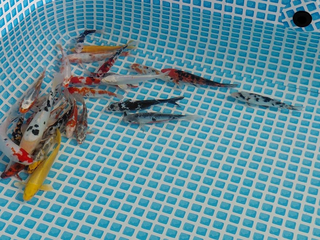 Vijvervissen siervissen, Dieren en Toebehoren, Vissen | Vijvervissen, Steur