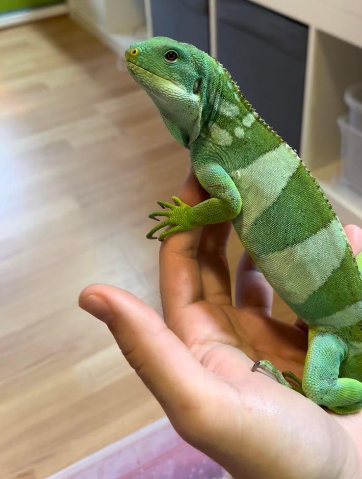 Brachylophus Fasciatus 1.0, Animaux & Accessoires, Lézard, Domestique, 3 à 6 ans