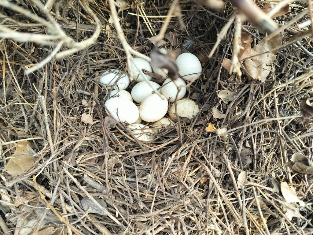 khaki campbell eieren, Dieren en Toebehoren, Pluimvee