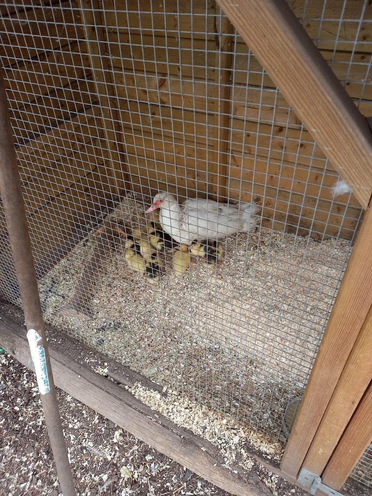 Barberie eenden te koop, Canard