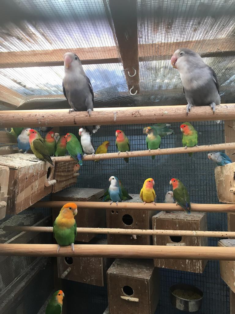 WINTERHARDE KWEEKRIJPE DWERGPAPEGAAIKES VANAF 50 EURO/KOPPEL, Dieren en Toebehoren, Meerdere dieren, Dwergpapegaai of Agapornis