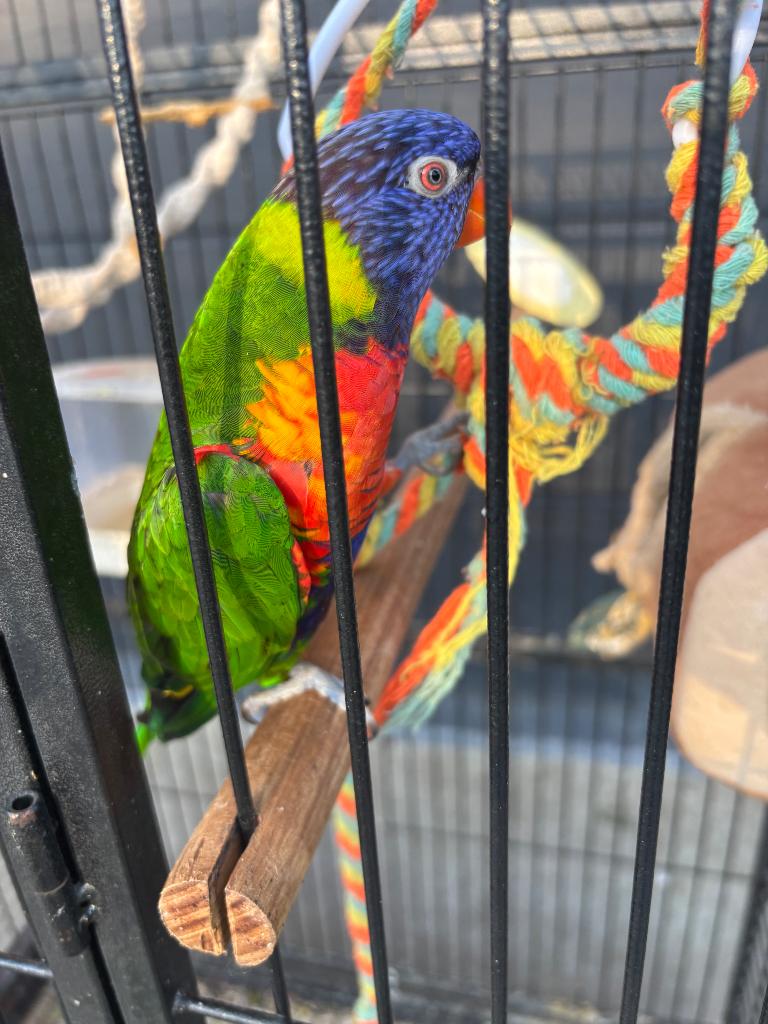 Lori van de blauwe berg, Dieren en Toebehoren, Geslacht onbekend, Parkiet, Pratend