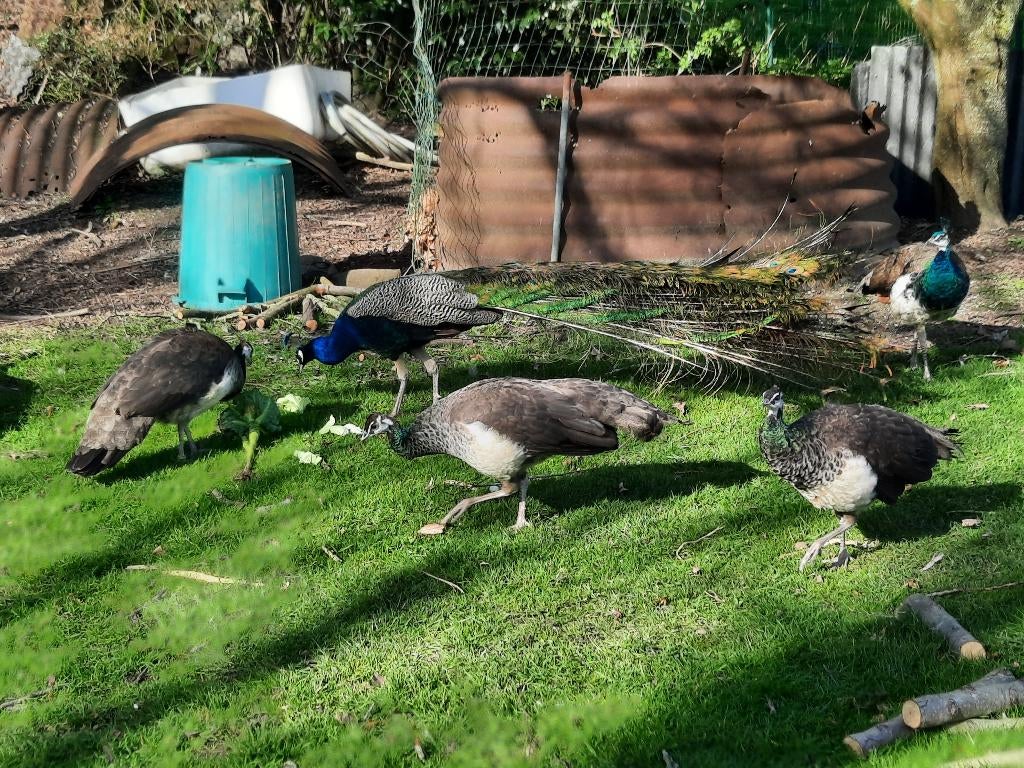 PAON BLEU, Mâle, Autres espèces