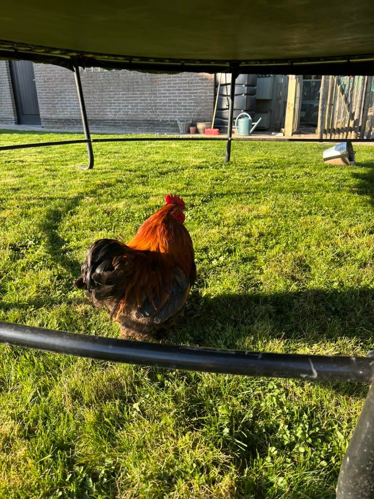 Cochin hanen (gratis), Dieren en Toebehoren, Pluimvee, Mannelijk, Kip