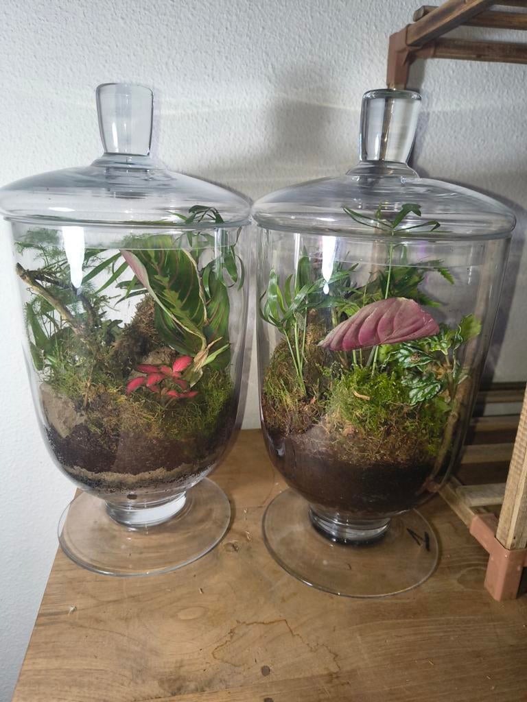 Set van 2 tropische plantenterraria met glazen stolp, Ophalen, Palm