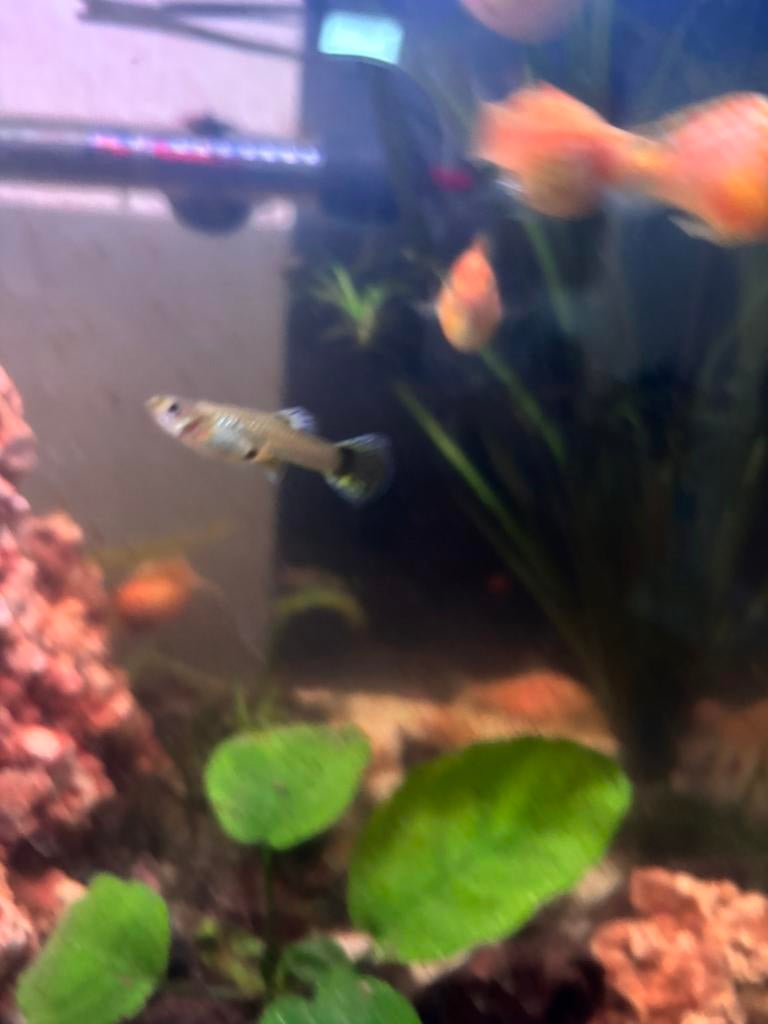 Rasechte Metal Yellow Luipaard Guppy’s  (6 stuks), Vis, Zoetwatervis, Schoolvis