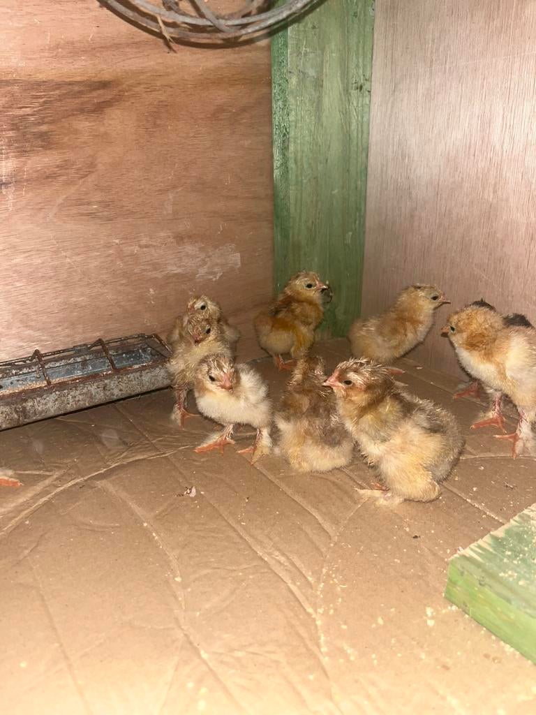 Brahma buff colombia, Sexe inconnu, Poule ou poulet