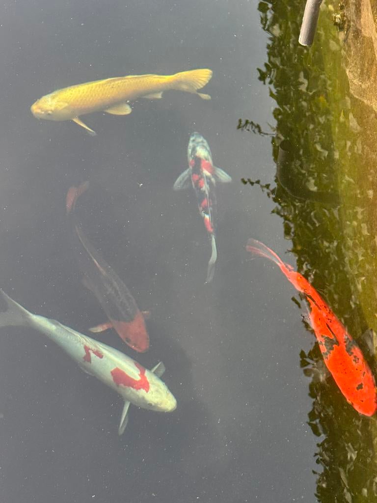 4 Koi Karpers, Dieren en Toebehoren, Ophalen, Nieuw