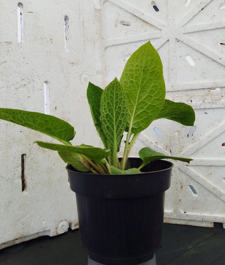 Tuinplanten, vaste planten en bodembedekkers, Tuin en Terras, Ophalen, Vaste plant, Bodembedekkers