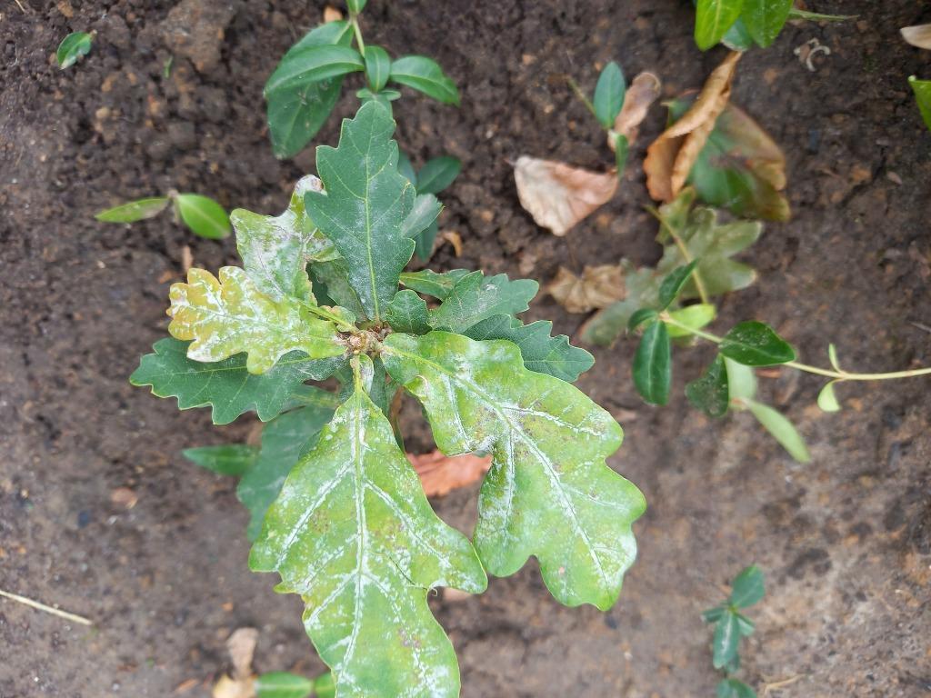 Gratis Jonge Zomereik (3 stuks), Ophalen, Vaste plant, Overige soorten