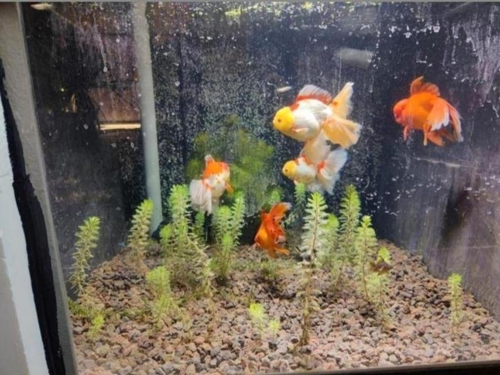 Quarantaine bak, Dieren en Toebehoren, Vissen | Aquaria en Toebehoren, Ophalen