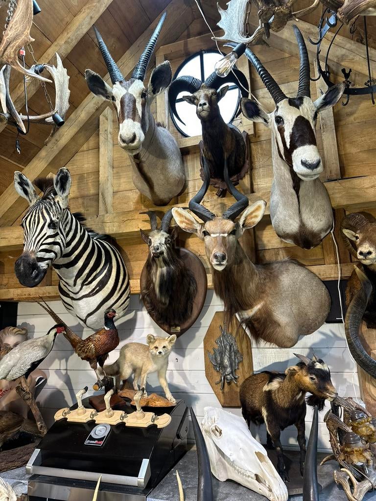 Jacht trofee te koop, Ophalen