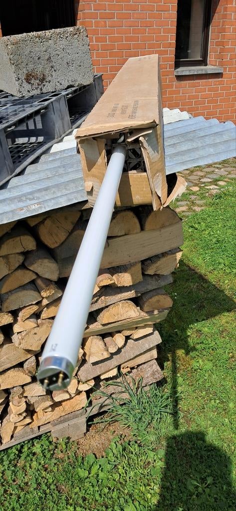 Tubes ́neon, Enlèvement