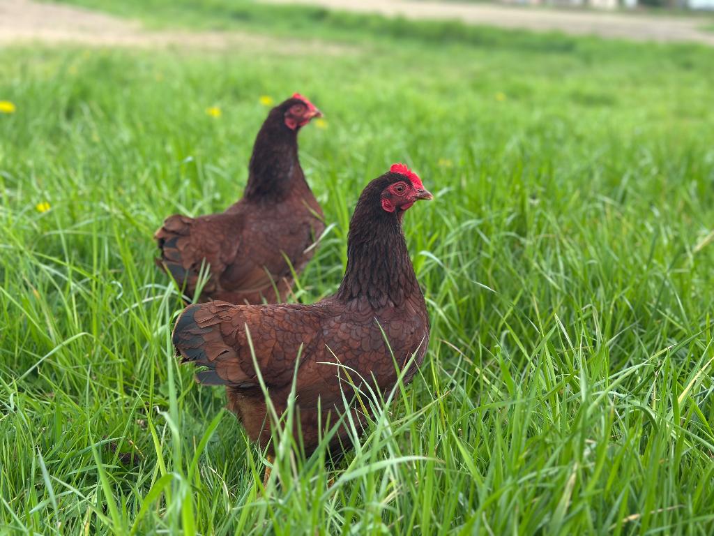 Jonge tamme Rhode Island Red kriel kippen gesekst & ingeënt, Dieren en Toebehoren, Vrouwelijk, Kip