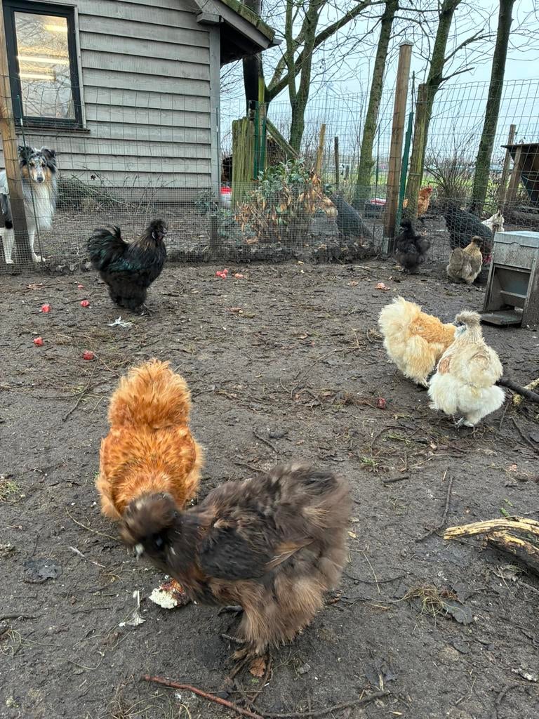 Broedeieren zijdehoen